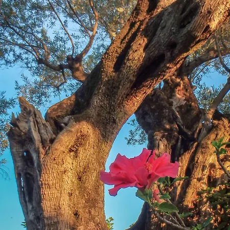 Leone Luxury Kalamákion